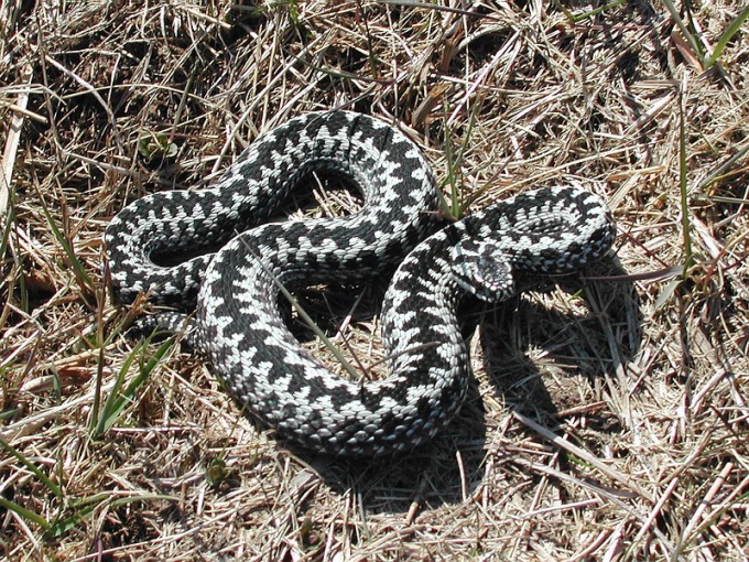 The adder is the most famous poisonous snake of Russia