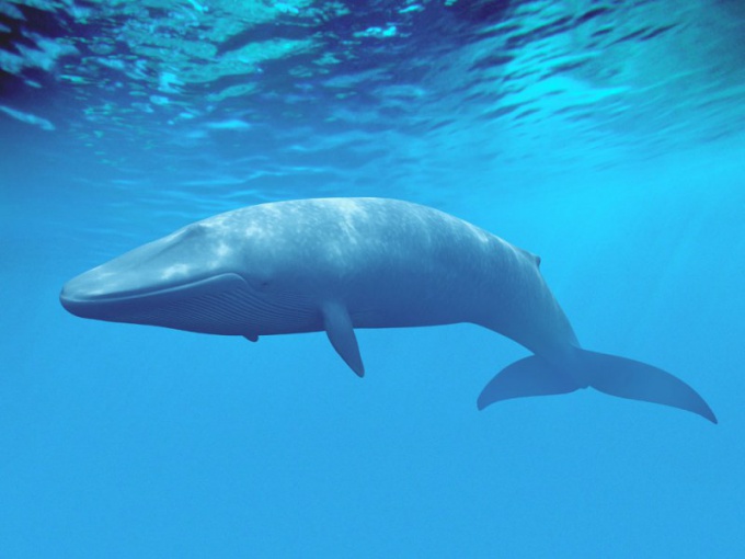 Голубой кит - самое большое животное на Земле!