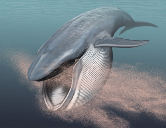 Самое тяжелое животное в мире - синий кит!