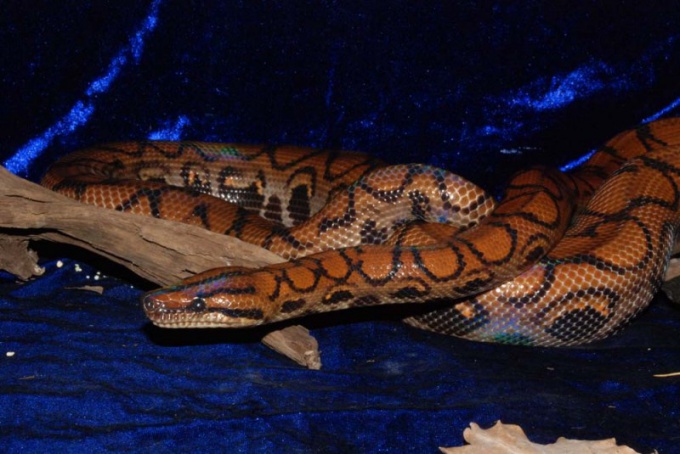 Радужный удав - одна из самых красивых змей в мире!