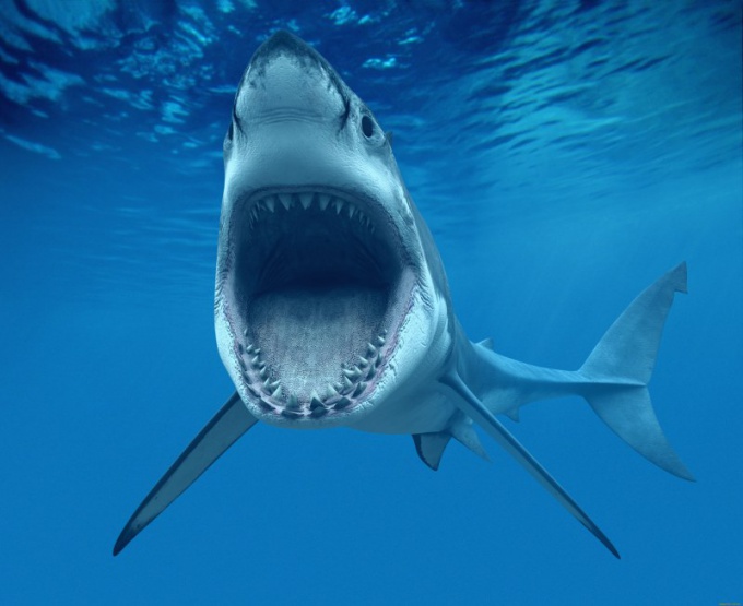 Белая акула - самая опасная акула в мире!