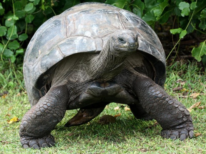 Сколько живут гигантские черепахи