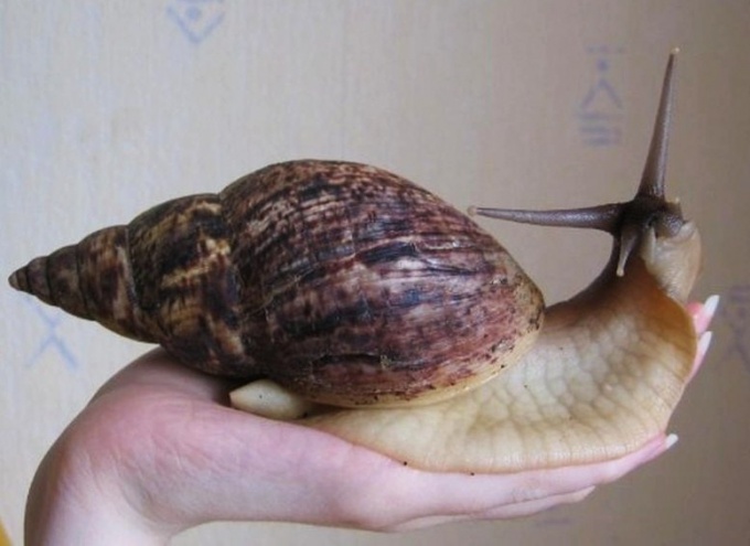 The Snail Achatina