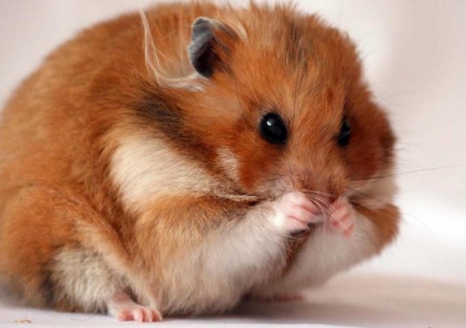 Hamster