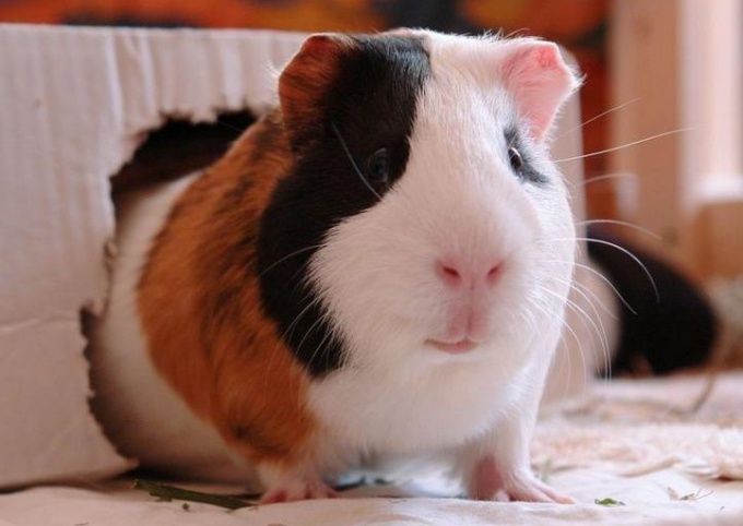 Guinea pig