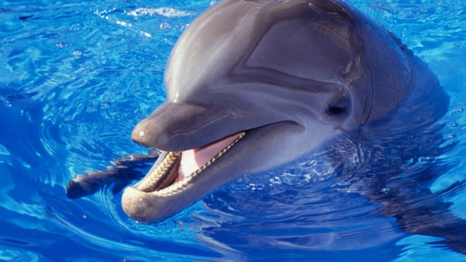Дельфины - одни из самых умных животных на Земле