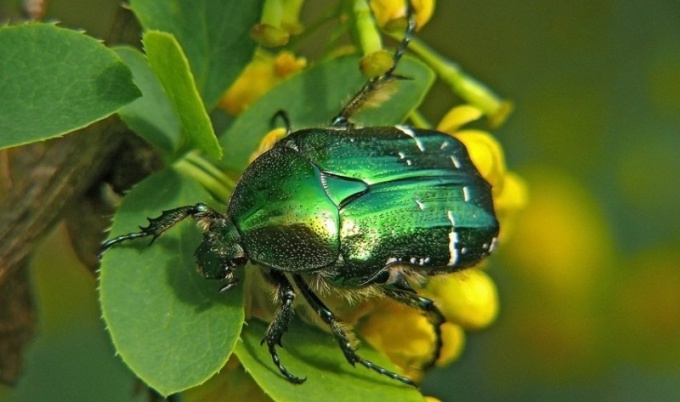 What bugs are found in Central Russia