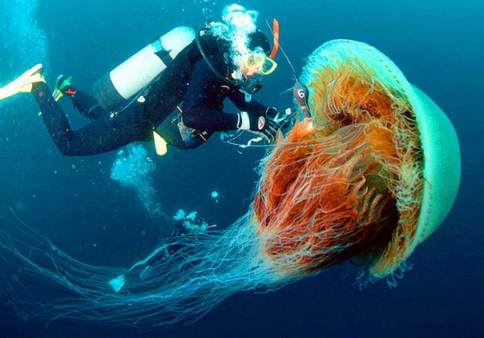 Каких размеров достигает медуза цианея