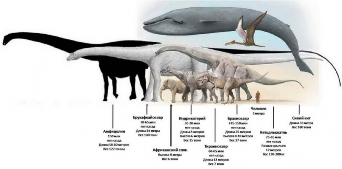 Сравнение синего кита с самыми крупными сухопутными животными