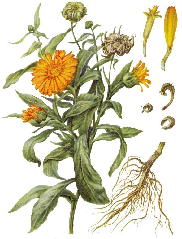 Calendula (marigold)