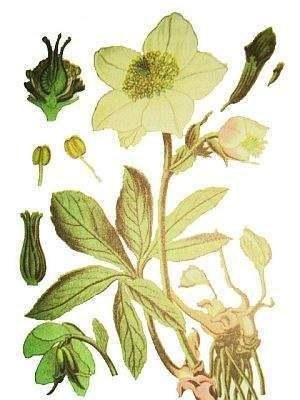 Hellebore Caucasian