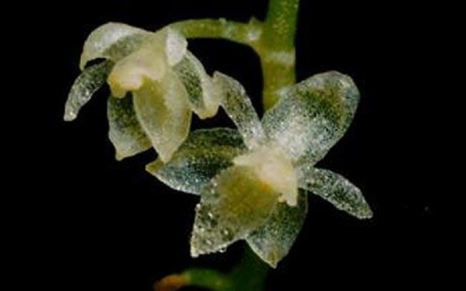 Самая миниатюрная орхидея