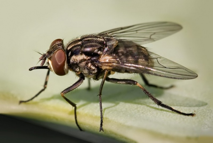 Сколько живет домашняя муха