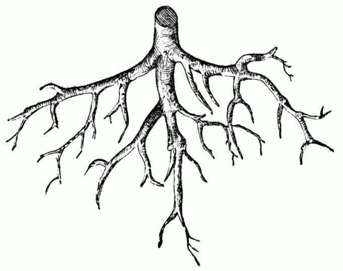 Какие функции у корня растения