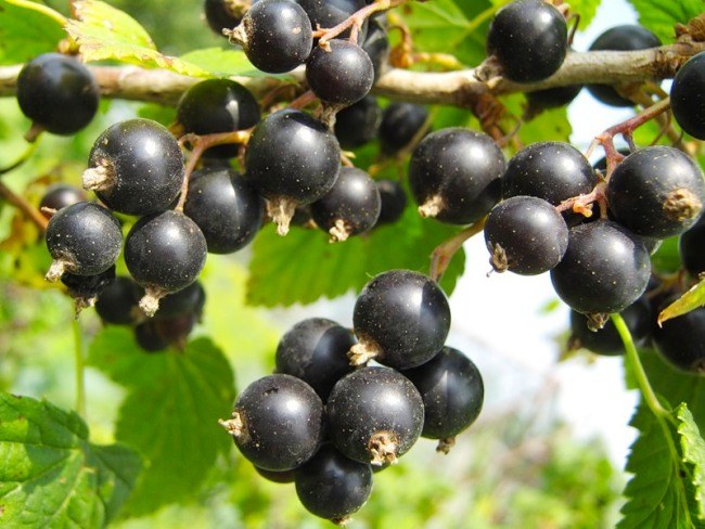 The most delicious varieties of currant
