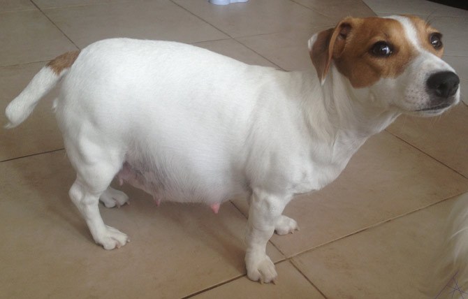 A pregnant dog