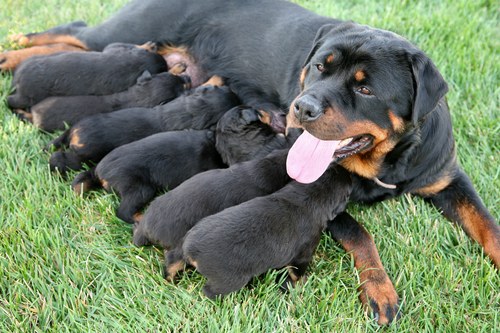 Dog feeds puppies