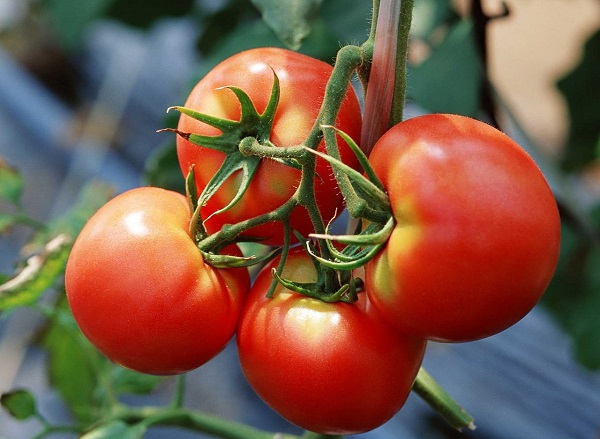 Выращиваем томаты в открытом грунте по правилам