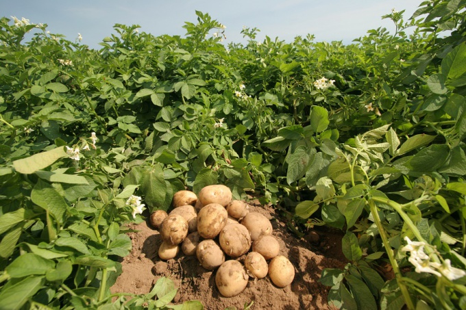 Hilling potatoes: rules