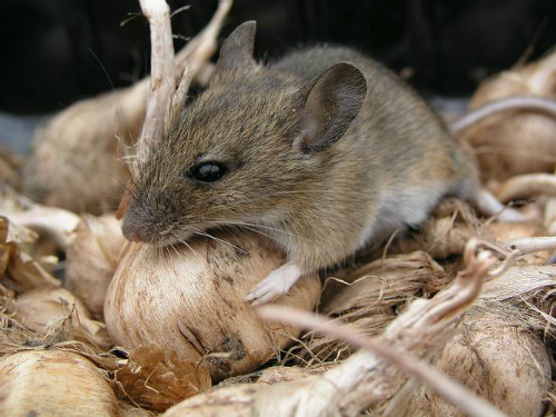 Как избавиться от мышей и других грызунов