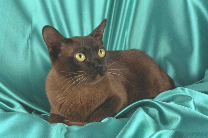 Бурманская европейская кошка: особенности вида