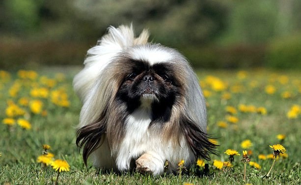 How to care for a Pekingese