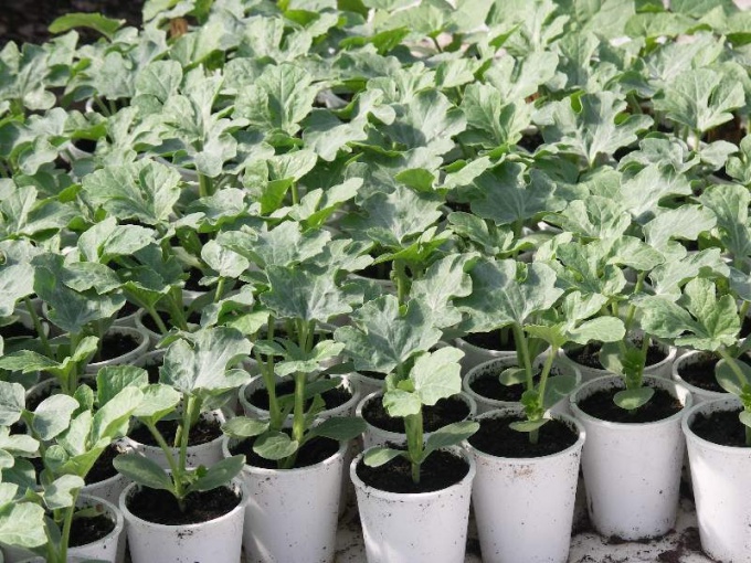 How to plant watermelon seeds seedlings