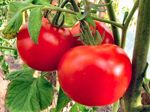 Как обработать семена томатов перед посадкой
