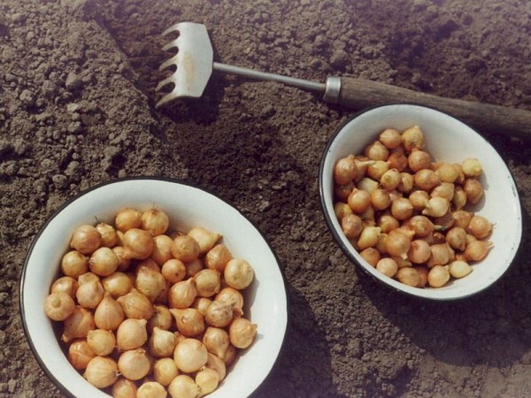 How to soak the onions before planting