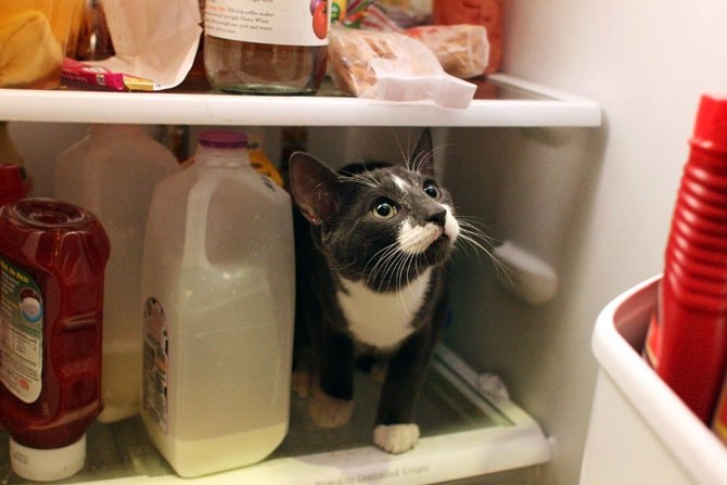 Выделение слюны у кота при открывании холодильника