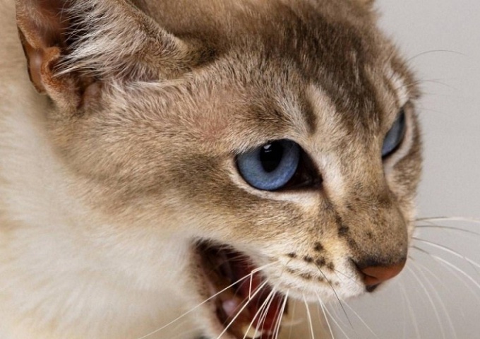 Какими болезнями можно заразиться от кошек