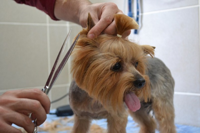 Как подстричь собаку