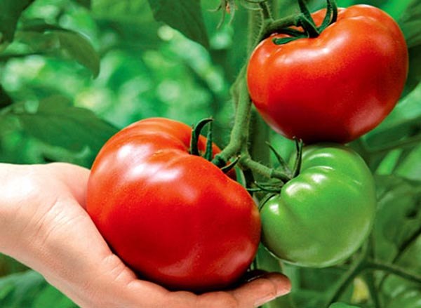 Как получить хороший урожай томатов