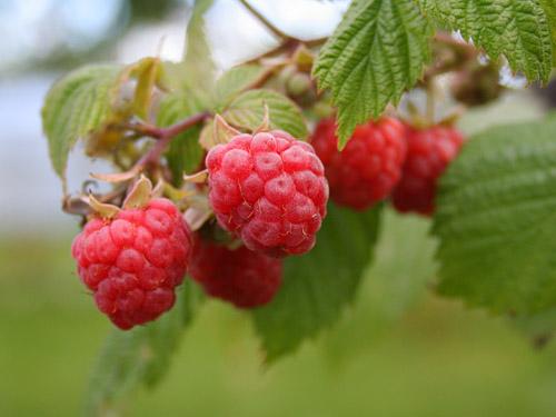 How to care for raspberries in the garden
