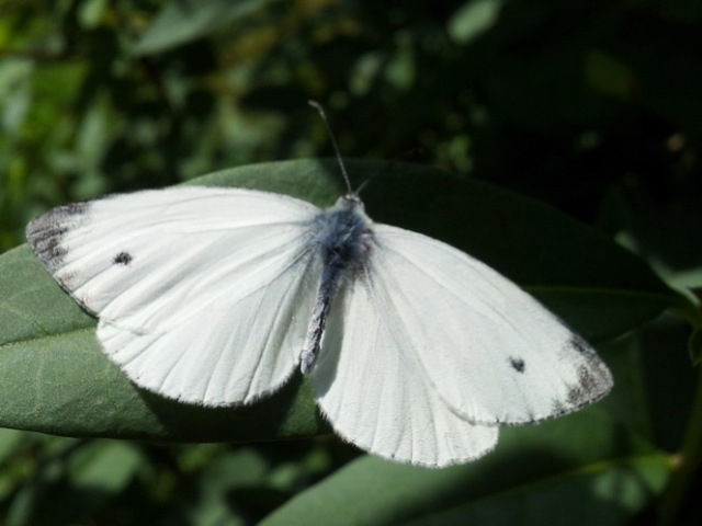 How to deal with cabbage white