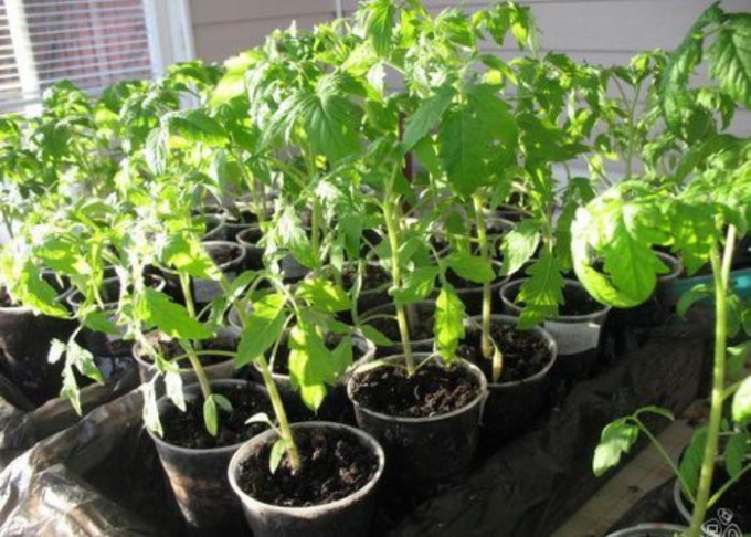 Как вырастить овощную рассаду