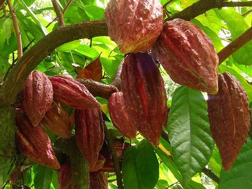 Плоды живого какао