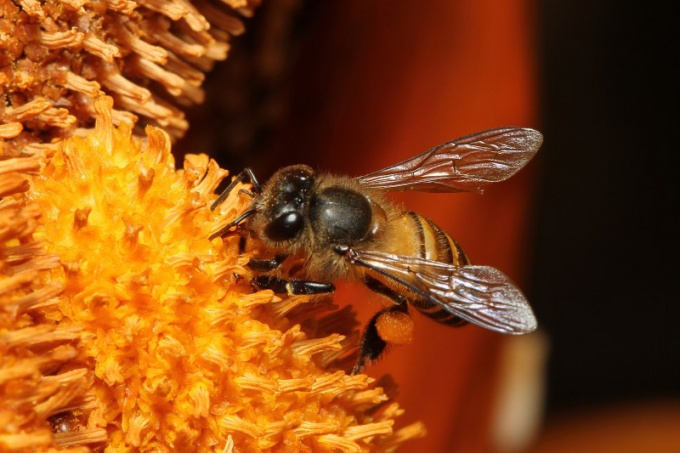 Как спастись от пчел