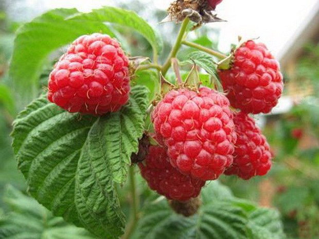 How to plant raspberries 