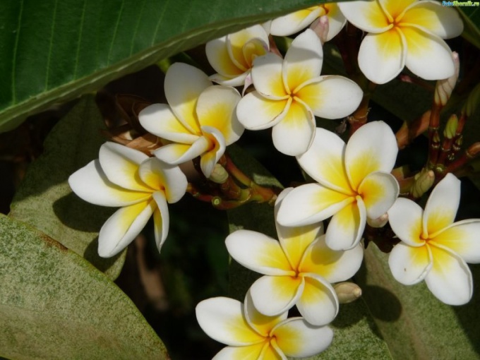 As it flowers ficus 