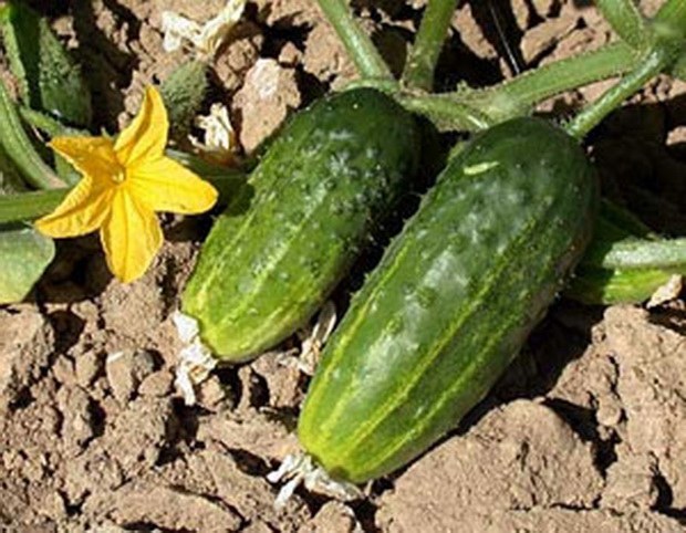 What land is needed for cucumbers
