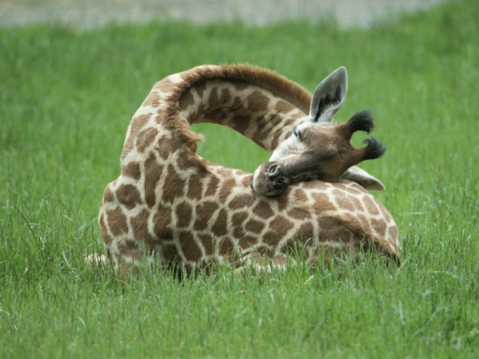Как спит жираф