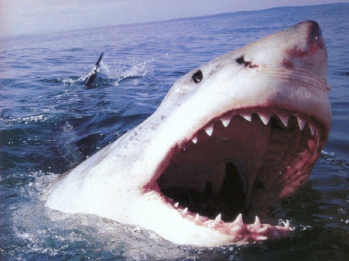 Как уцелеть при встрече с акулой