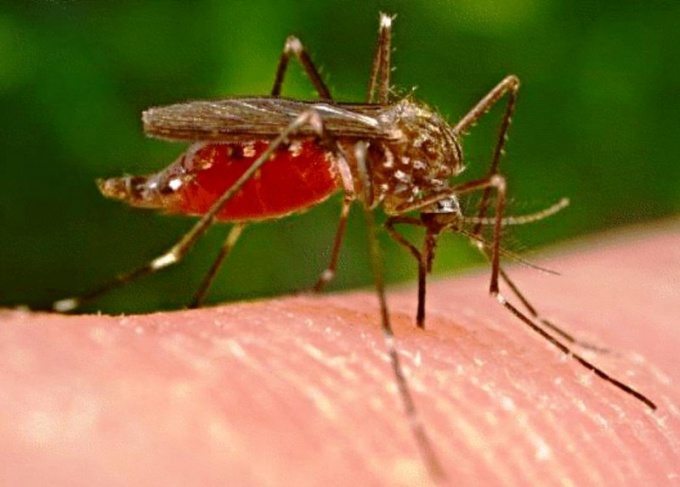 Как защитить себя от укусов насекомых