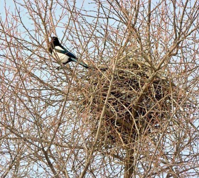 A nest of magpies