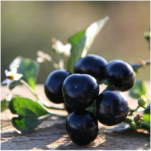 Berry samberi or canadian blueberry