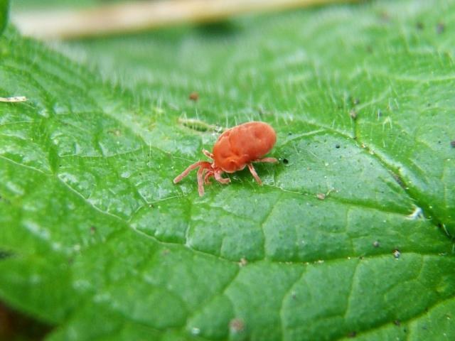 As in the summer to deal with ticks on the plot