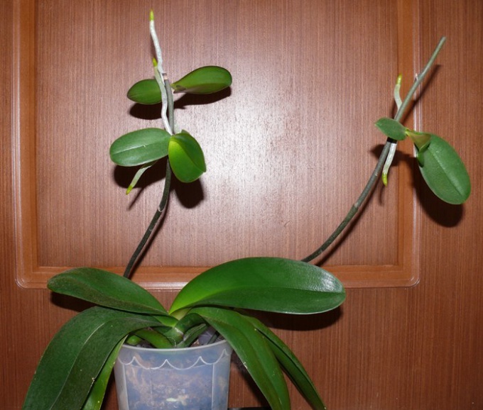 How to care for orchids if it is faded