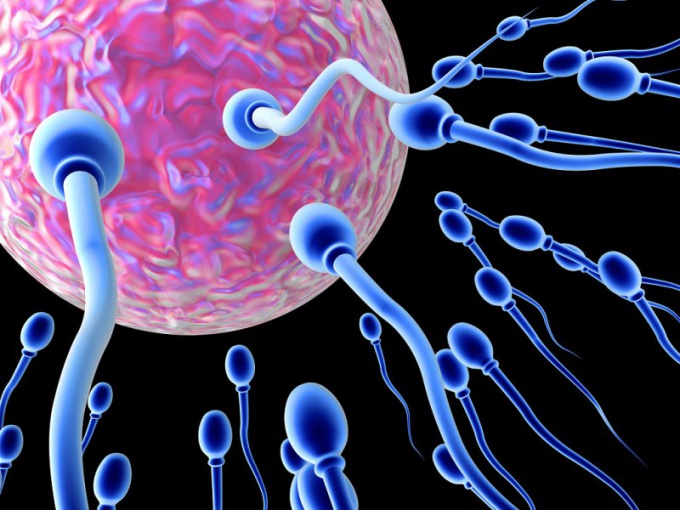 Как сперматозоид проникает в яйцеклетку