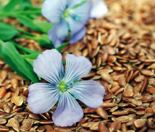 Flax seeds have useful properties